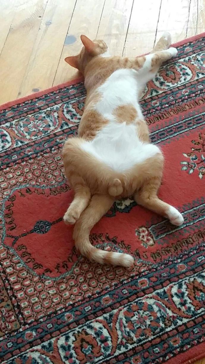 kedim erkek mi kiz mi ??