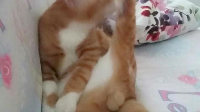 Kedim erkek mi kiz mi?