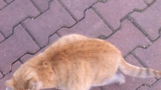 Bizim mahallenin kedisi hamile değil ama karnı şiş yardım?