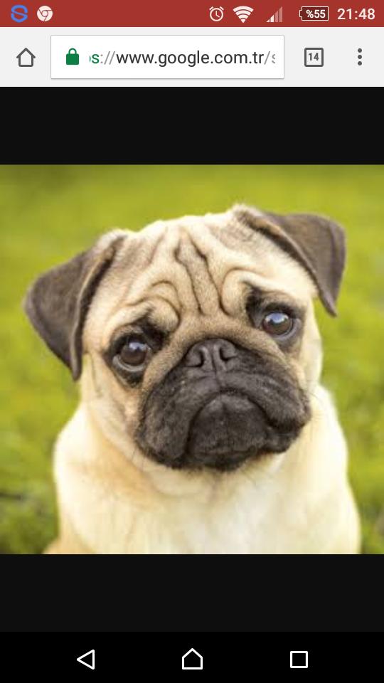 Arkadaşlar pug veya pomeranian boo cinsi köpek sahiplenmek istiyorum yardımcı olabilecek var mı?