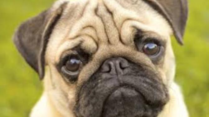 Arkadaşlar pug veya pomeranian boo cinsi köpek sahiplenmek istiyorum yardımcı olabilecek var mı?