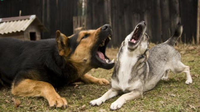 Ezan okunduğunda köpeklerin havlaması nedendir?