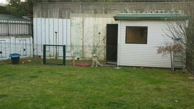 Köpekler çok üşür mü?