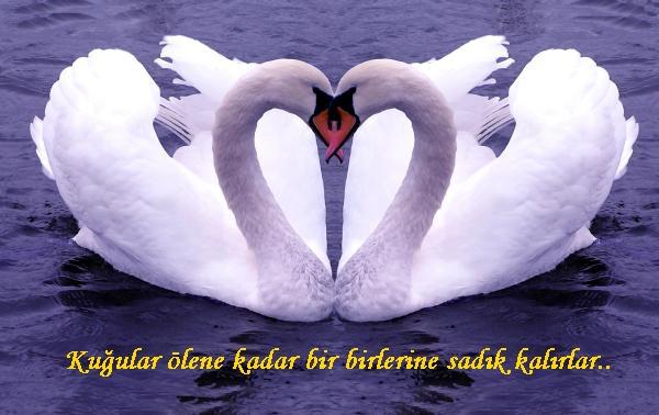 Kuğular gibi tek eşlilik nasıl olurdu?