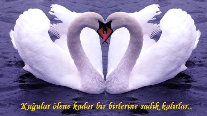 Kuğular gibi tek eşlilik nasıl olurdu?