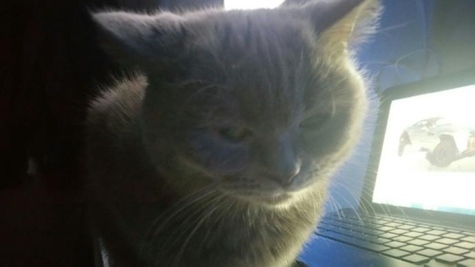 Bu kedi nasıl düzelir çok kuduruk??