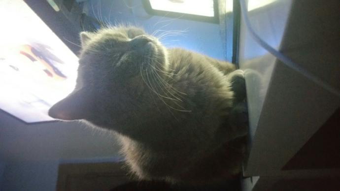 Bu kedi nasıl düzelir çok kuduruk??