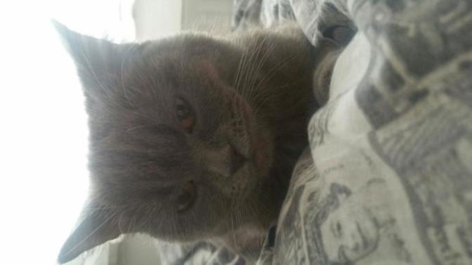 Bu kedi nasıl düzelir çok kuduruk?