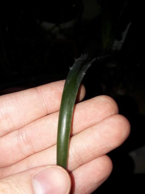Aloe veralarım dondu?
