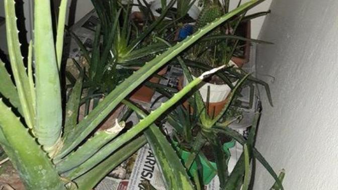 Aloe veralarım dondu?