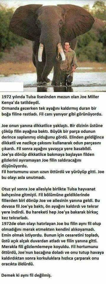 Daha önce böylesine duygusal bir adamla bir  fil hikayesi okudunuz mu hiç (foto detayda ) ?