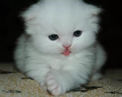 Kedi Sahiplenmek Istiyorum Ama Kizlarsoruyor