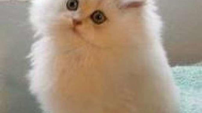 Kedi sahiplenmek istiyorum ama?