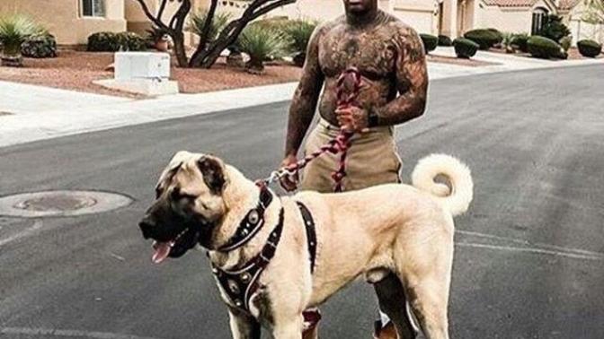 İşte Sivas işte Kangal, Kangal köpeğini nasıl bilirsiniz?