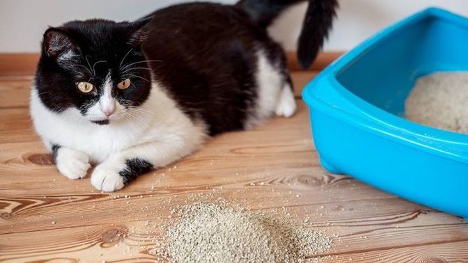 Kullandığınız en iyi kedi kumu hangisi?