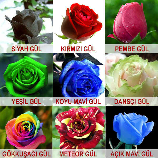 Hangi Gül Rengini Seçersiniz ?
