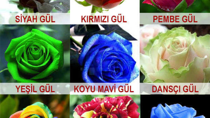 Hangi Gül Rengini Seçersiniz?