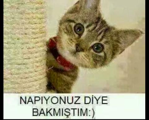 Günaydın güzeller naber siniz😊😇😎?