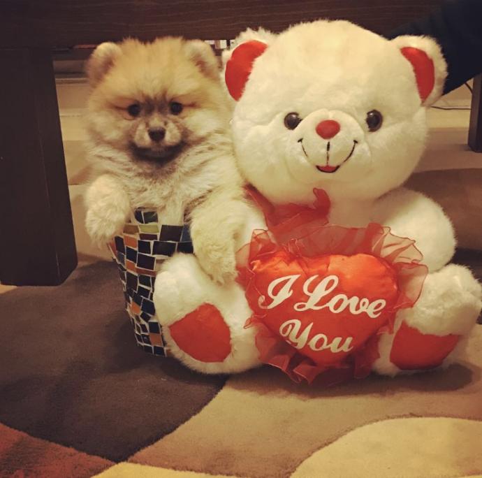 Pomeranian boo sevenler aramızda bende ıkı adet var petshop degılım ama ucretlı aldıgım ıcın ucretlı sahıplendırecegım?