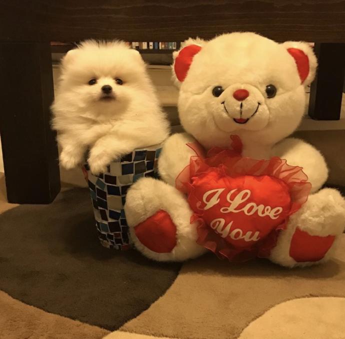 Pomeranian boo sevenler aramızda bende ıkı adet var petshop degılım ama ucretlı aldıgım ıcın ucretlı sahıplendırecegım?