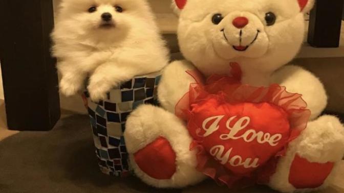 Pomeranian boo sevenler aramızda bende ıkı adet var petshop degılım ama ucretlı aldıgım ıcın ucretlı sahıplendırecegım?