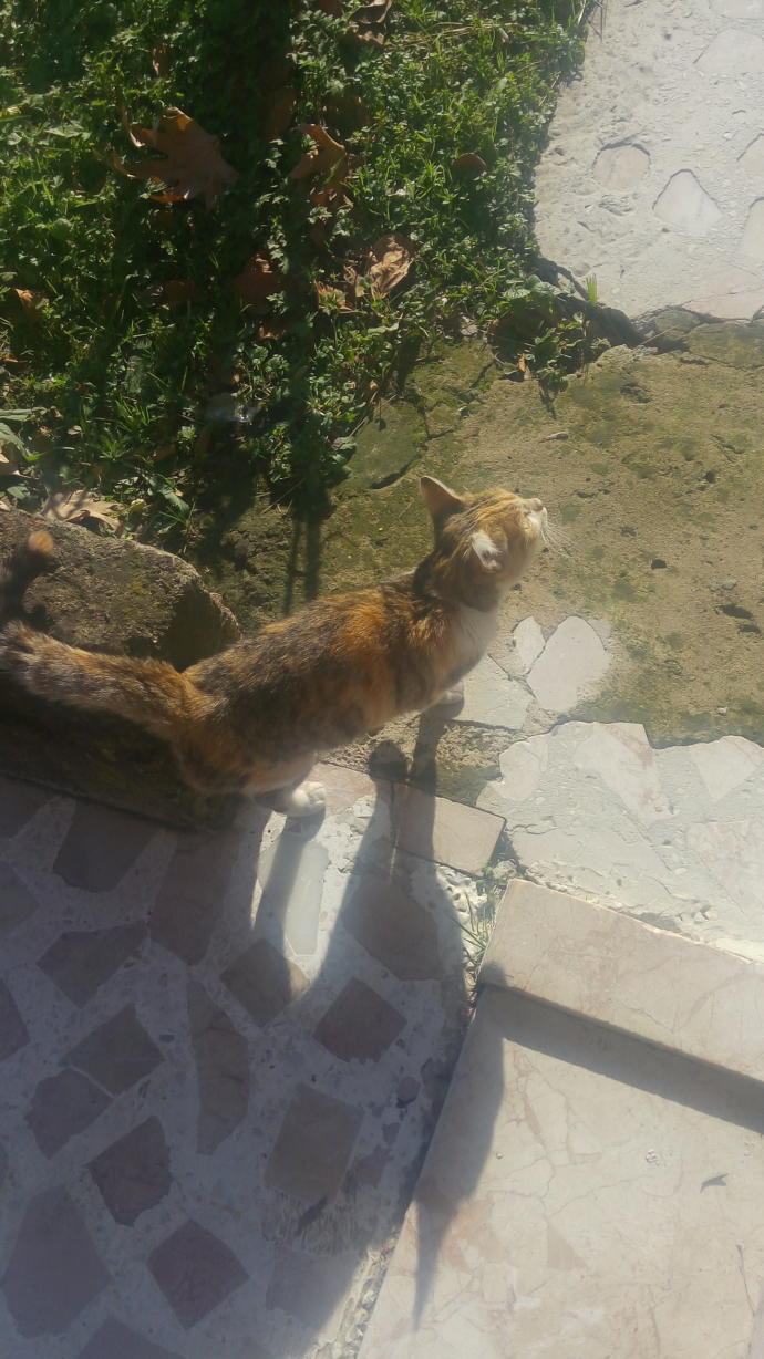 Kedim ölmüş Allah rahmet eylesin der misiniz 😭?