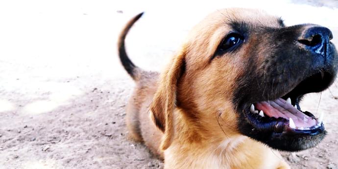 Köpeğimi çok özlüyorum. İlk defa bir varlığın yokluğuna karşı bu kadar derin duygular içindeyim. Sizde de oldu mu hiç?