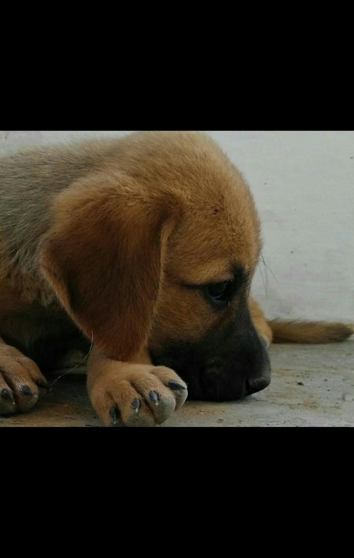 Köpeğimi çok özlüyorum. İlk defa bir varlığın yokluğuna karşı bu kadar derin duygular içindeyim. Sizde de oldu mu hiç?