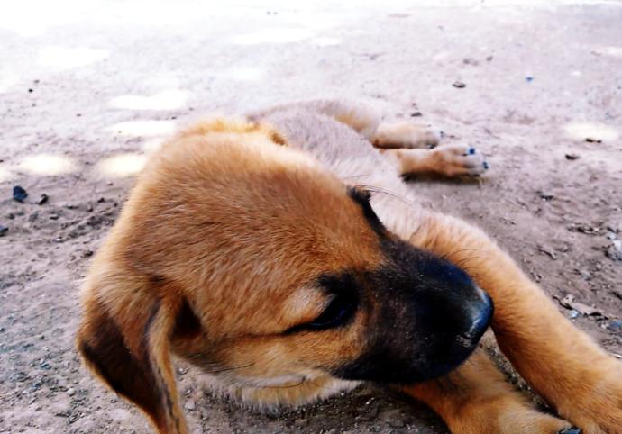 Köpeğimi çok özlüyorum. İlk defa bir varlığın yokluğuna karşı bu kadar derin duygular içindeyim. Sizde de oldu mu hiç?