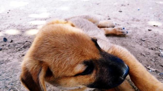 Köpeğimi çok özlüyorum. İlk defa bir varlığın yokluğuna karşı bu kadar derin duygular içindeyim. Sizde de oldu mu hiç?