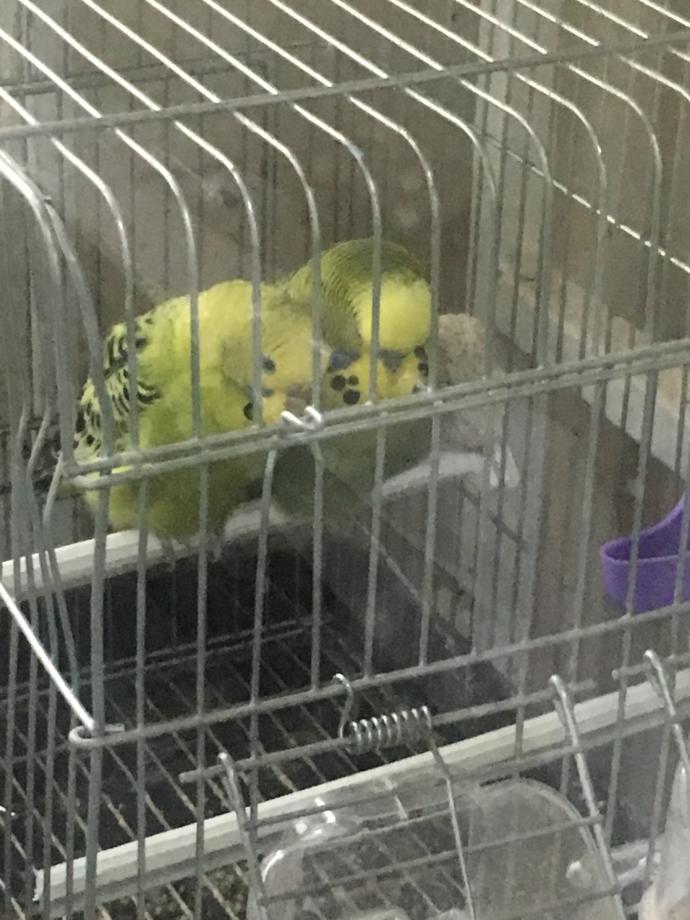 Kuş alacağım.. Sizce hangisi daha güzel ve bakımı daha kolay?