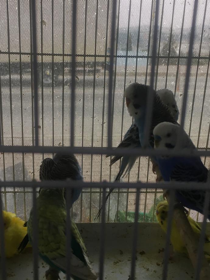 Kuş alacağım.. Sizce hangisi daha güzel ve bakımı daha kolay?