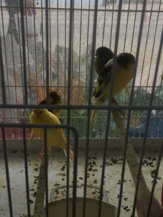 Kuş alacağım.. Sizce hangisi daha güzel ve bakımı daha kolay?