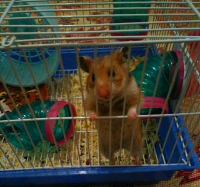 Hamster'a günde kaç defa yemek verilmeli?