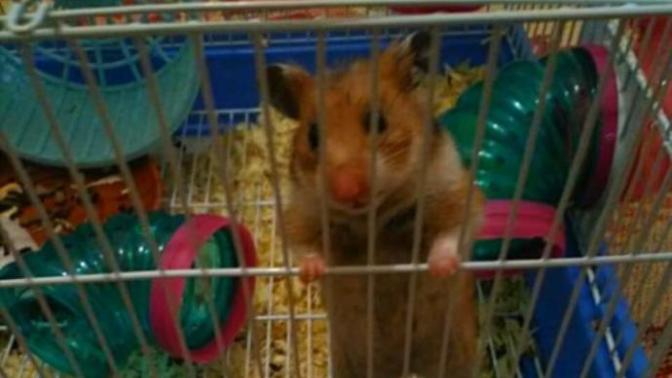 Hamster'a günde kaç defa yemek verilmeli?