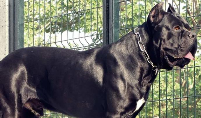 Cane Corso İtaliano Multi champion Grand champion NIGHTMARE from fiero orco body X Apple black Maxımum love dog Kennel?