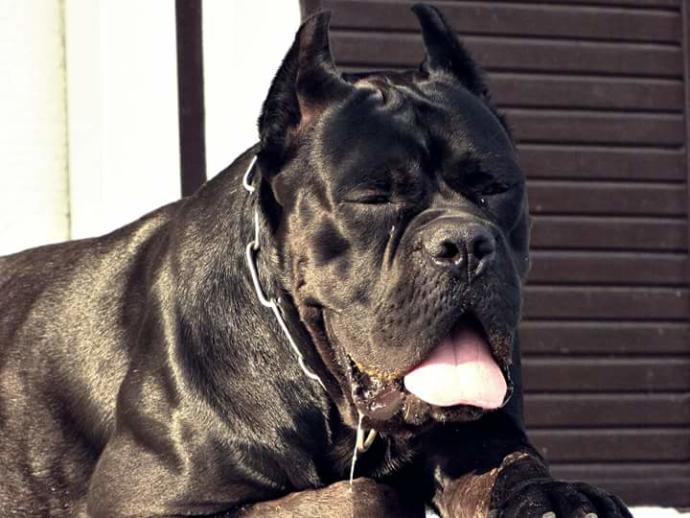 Cane Corso İtaliano Multi champion Grand champion NIGHTMARE from fiero orco body X Apple black Maxımum love dog Kennel?
