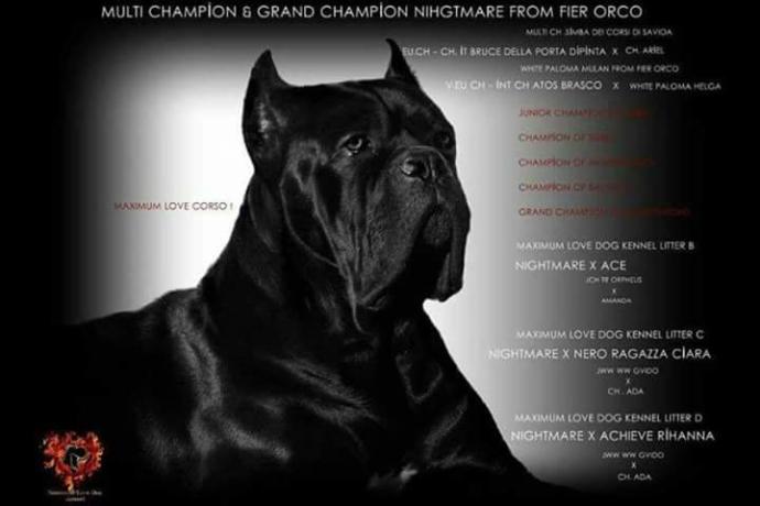 Cane Corso İtaliano Multi champion Grand champion NIGHTMARE from fiero orco body X Apple black Maxımum love dog Kennel?