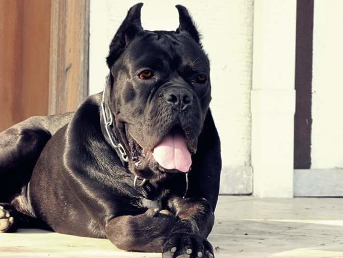 Cane Corso İtaliano Multi champion Grand champion NIGHTMARE from fiero orco body X Apple black Maxımum love dog Kennel?