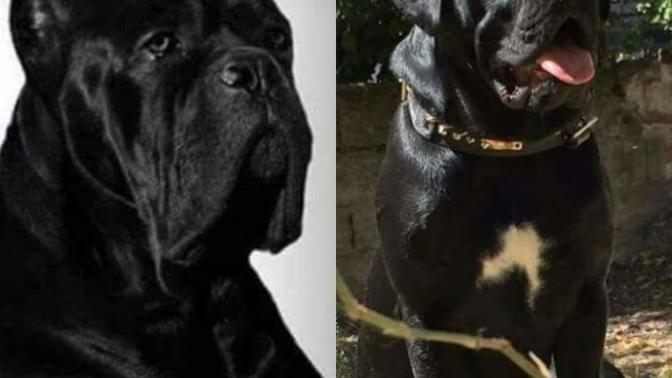 Cane Corso İtaliano Multi champion Grand champion NIGHTMARE from fiero orco body X Apple black Maxımum love dog Kennel?