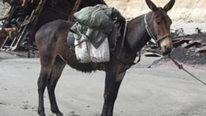 Katır hangi hayvanların çiftleşmesinden doğar?