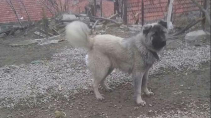 Bu kangal mi kırma mi?