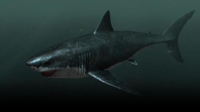 Arkadaşlar Megalodon Mu Yoksa Mavi Balinamı Kapışsalar Kim Alır?