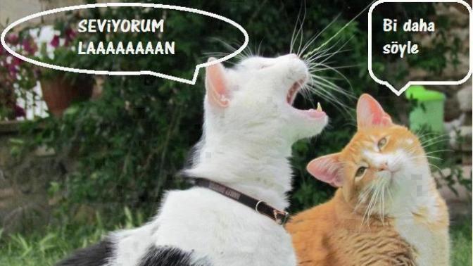 Bir insanın neyine aşık olursunuz?