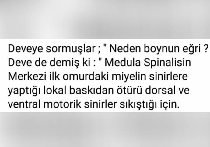 Develerin boynu neden eğri 😂?