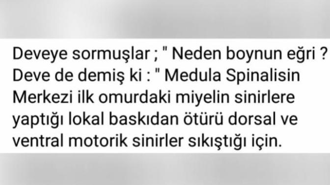 Develerin boynu neden eğri 😂?