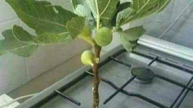 Sitede kimin ocağına incir ağacı dikmek isterdiniz?