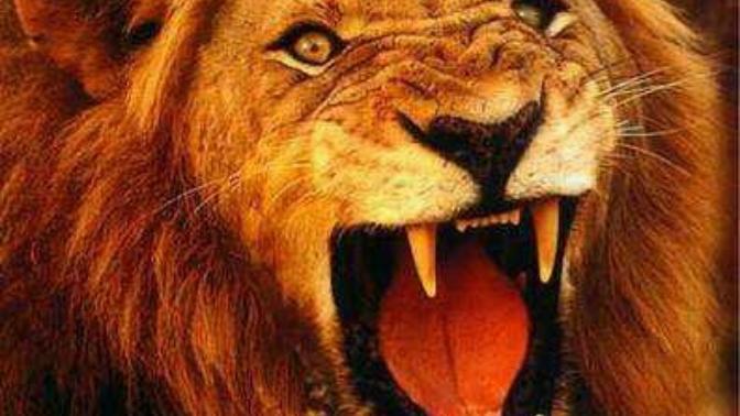 İş hayatında kedi gibi olup evde aslan kesilen erkek için ne düşünüyorsunuz?