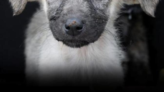 Sokak köpekleri ne yer?