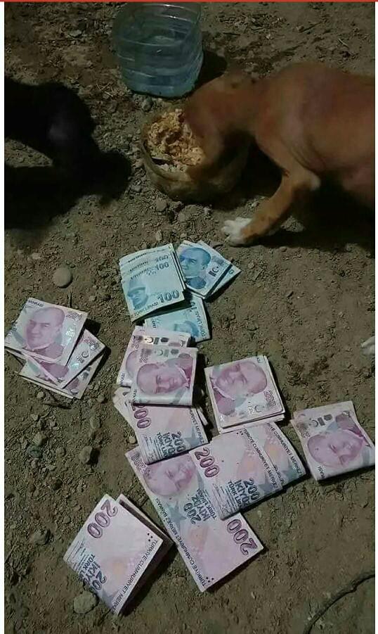 köpek  bile paranin yuzune  bakmazken ;para icin köpekleşen insanlar var !!?